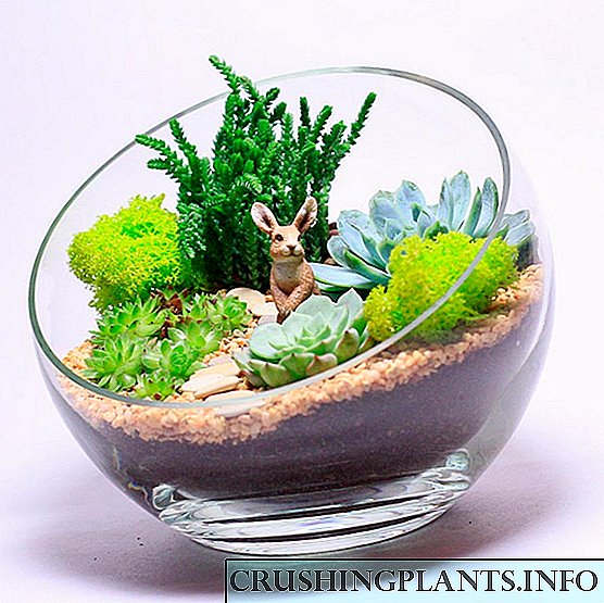 Compositions of succulents and cacti or mini-gardens i lou fale