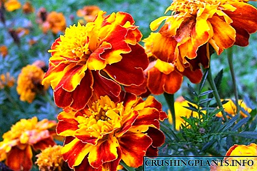 Magungunan magani da contraindications na marigolds
