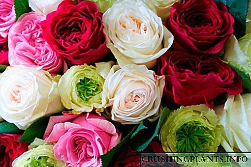 As mellores variedades de rosas para a rexión de Moscú