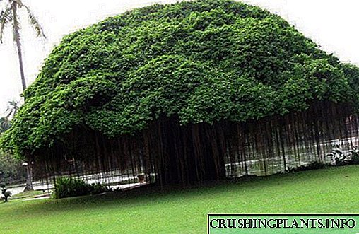Ficus– ის ნამდვილი სამშობლო სახლია
