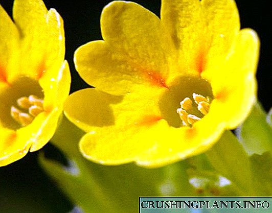 Kembang primrose musim semi sing alus lan sifat-sifat penyembuhan sing bermanfaat