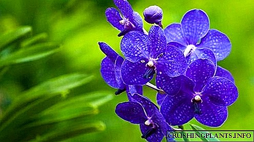 Descriptio flos orchid Phalaenopsis in ollam
