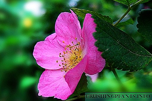 گلاب کے پھولوں کی تفصیل اور خصوصیات۔