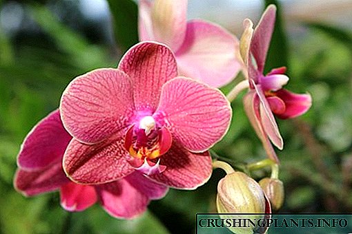 Whakaahuatanga o te orchid me kei hea tona kainga