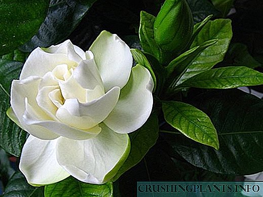 Zergatik jasmine gardenia hostoak beltz eta erortzen dira
