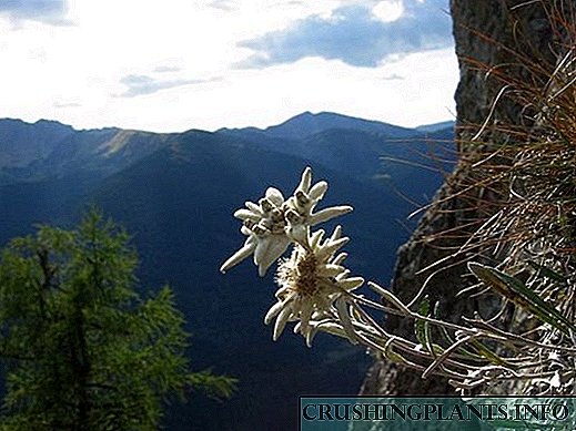 Kufotokozera kwatsatanetsatane wa maluwa a edelweiss alpine