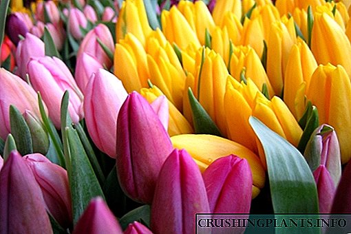 Detaljan opis cvijeća i plodova tulipana