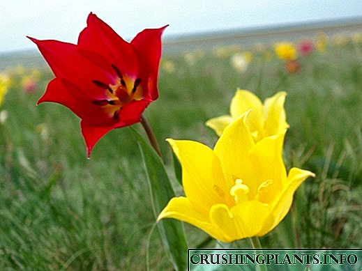 Një përshkrim i hollësishëm i tulipanit Schrenk në rritje të egër