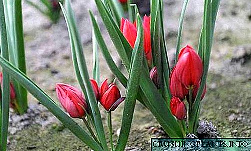 Nkọwa zuru oke nke tulip dwarf
