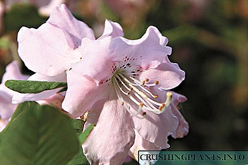 Danasîna berfireh a Schlippenbach Rhododendron