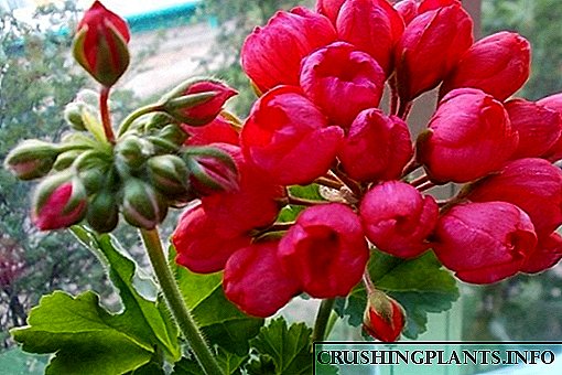 Whakaahuatanga Taipitopito o Tulip Geranium