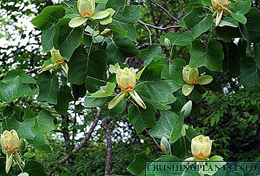 شرح مفصلی از درخت لاله lyriodendron