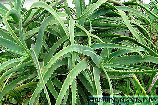 Aloe yoki agave gulining foydali va shifobaxsh xususiyatlari