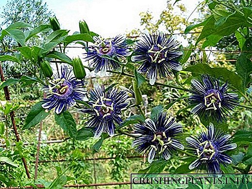 Bitki passionflowerinin faydalı xüsusiyyətləri və əks göstərişləri