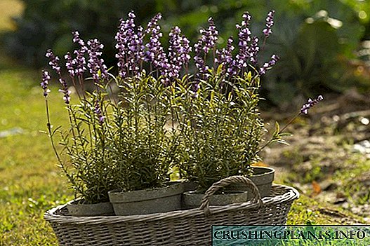By die huis plant en versorg laventel in 'n pot