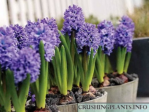 Kom cog thiab tu hyacinth hauv tsev
