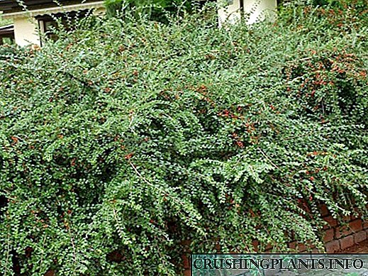 Pravilna sadnja i njega cotoneastera