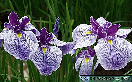 Tanduran lan perawatan irises sing bener