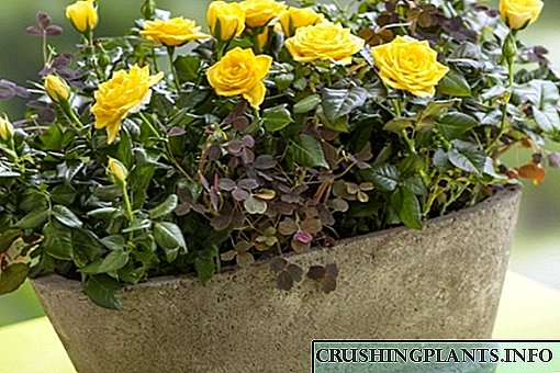 Правилно садење и грижа за минијатурни рози