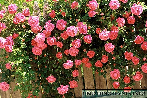 Правилно садење и грижа за качување рози на отворено