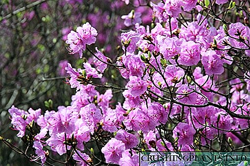 Bon plante ak swen nan Daurian Rhododendron la (Ledum)