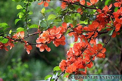 Хотын захад Японы quince-ийг зөв тарих, арчлах
