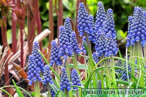 Phalliso e nepahetseng ea Hyacinth lapeng