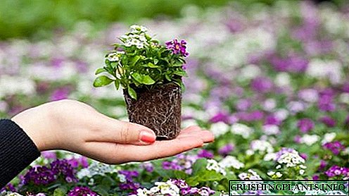 Правилно сеење и одгледување цветни садници