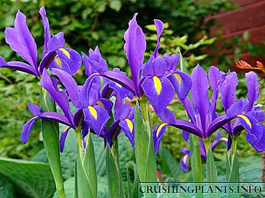 Gofal priodol a phlannu irises yn y tir agored