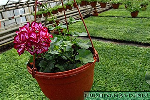 Behoorlike versorging en voortplanting van amandelagtige geraniums of pelargonium