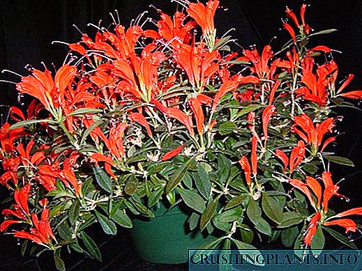 Pangopènan lan reproduksi eschinanthus sing tepat ing omah