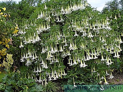 Coidado e cultivo axeitado da flor de Brugmansia