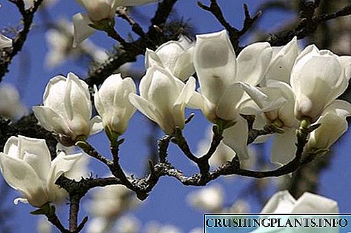 Perawatan sing bener lan tuwuh kembang magnolia