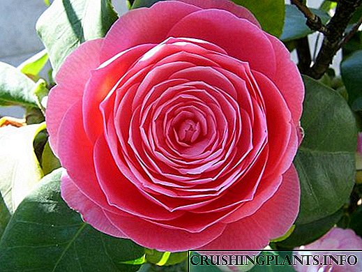 Perawatan leres tina kembang camellia di bumi