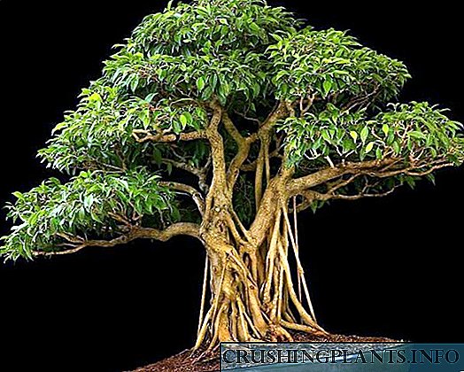 Behoorlike versorging van ficus bonsai tuis