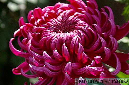 Gofal priodol o chrysanthemum yn y cwymp a pharatoi ar gyfer y gaeaf