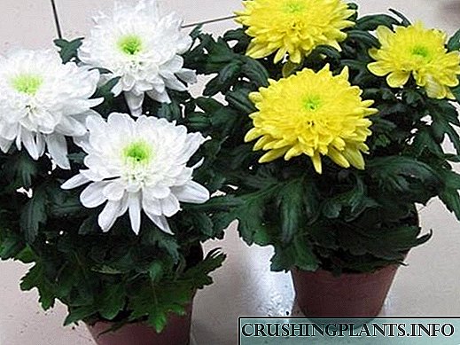 Tlhokomelo e nepahetseng ea chrysanthemum e potiloeng hae