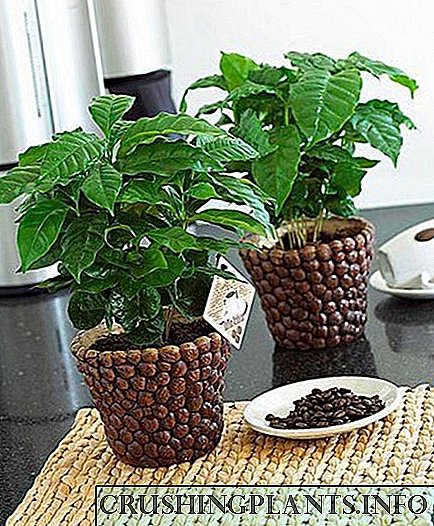 Kujdesi i duhur i një kafeje Arabica houseplant