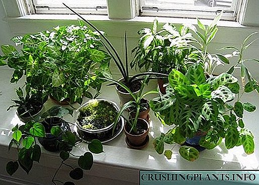Coidado adecuado das plantas interiores na casa