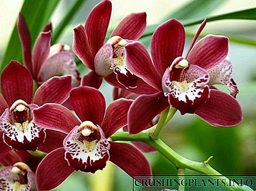 Uyda cymbidium orkide to'g'ri parvarish qilish