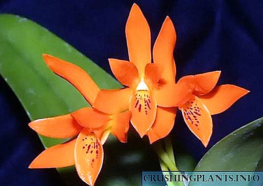 Uyda Cattleya orkide parvarishi