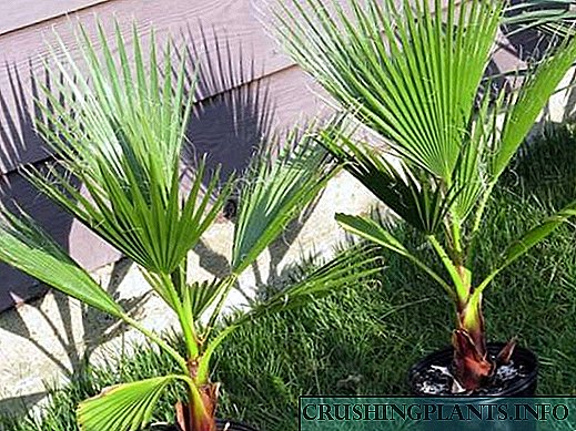 Washtonia e duhur për kujdesin e palmës në shtëpi