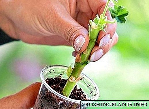 Recte an EXACT reproduction of Geranium (Pelargonium) serenda et a growing semen