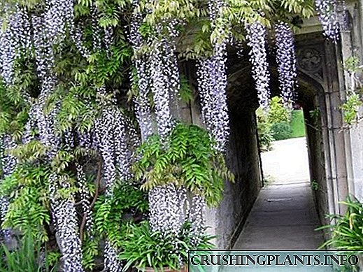 Şəhərətrafı ərazilərdə wisteria-nın düzgün yetişdirilməsi və onlara qulluq edilməsi