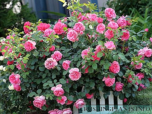 Правилно одгледување и грижа за спреј рози во градините