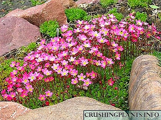 Wastong Lease Saxifrage Seed Growing