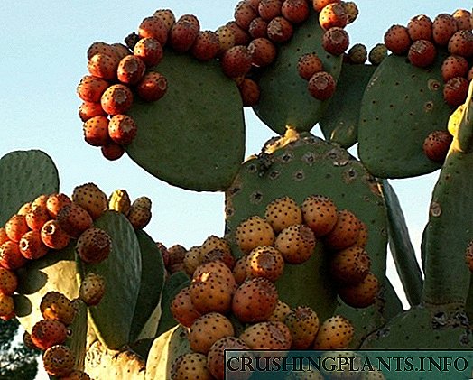 Eetbare kaktusvrugte met naam en beskrywing