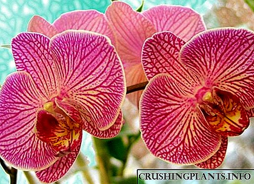 Canto florece a orquídea na casa