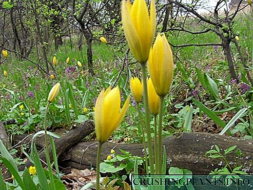 Llojet dhe llojet e tulipanëve pyjorë