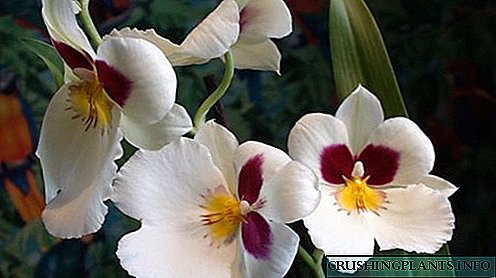 Miltonia orchid zov hauv tsev